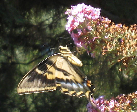 Papilio rutulus female (aberrant form fletcheri, live, Cindy Calisher, Fullerton Arboretum 7-1-2008) 3 (Internet Image property of respective owner, non-commercial use only)
